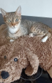 SOS chats en détresse 
