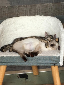 Yakshi-en-Yuxa-versus-fip