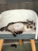 Yakshi-en-Yuxa-versus-fip